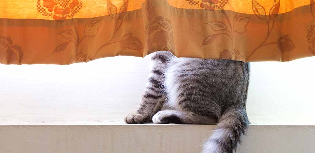 how to remove cat hair from curtains